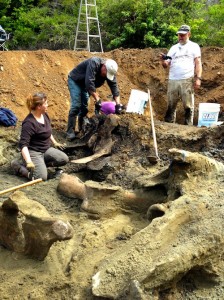 Volunteers remove compost and dirt to reveal the bones beneath.