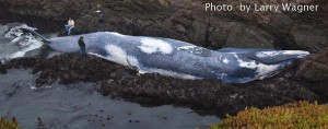 blue_whale_rocks_wagner@large