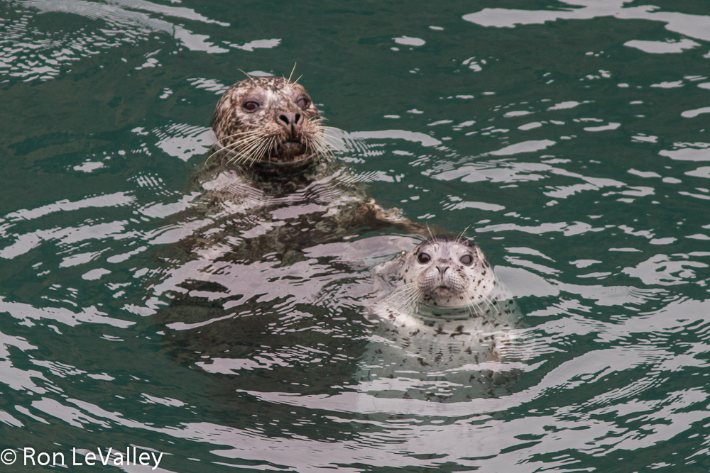 Harbor Seals