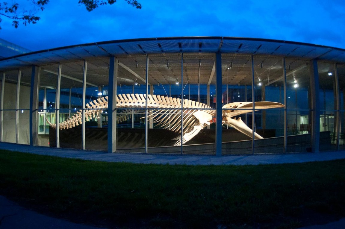 blue whale from outside