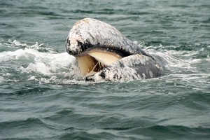 Baleen_gray whale