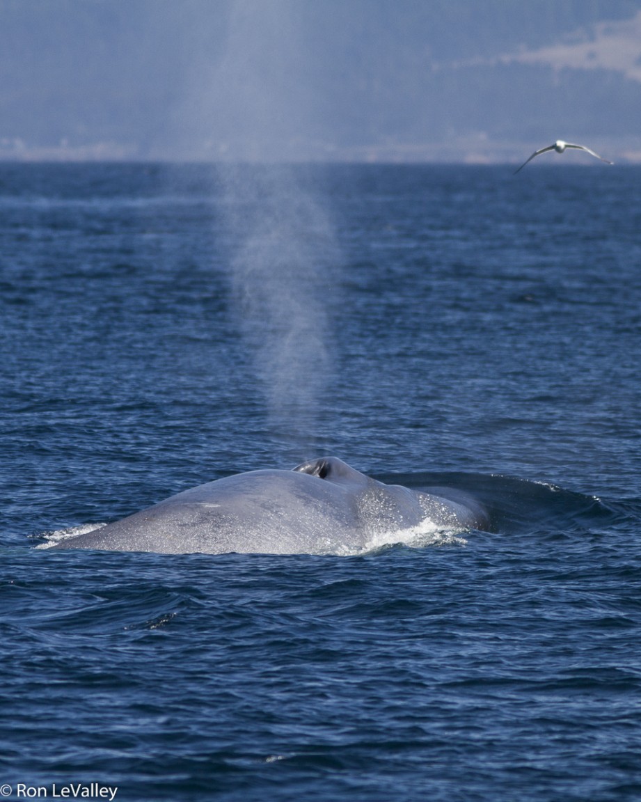 Blue Whale Fort Bragg Pelagic MEN 09-15-13 208769