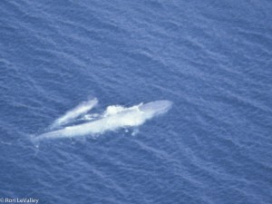 Blue Whale and Calf Sea of Cortez BC MEX 3-4-79 153-Edit-Edit