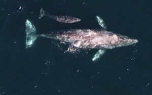 graywhale and calf