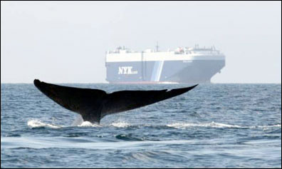 whales an boat