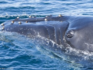 Humpback Whale Fort Bragg Pelagic MEN 09-15-13 208917small