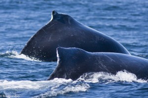 Humpback Whale Monterey Bay MON 10-07-07 96small