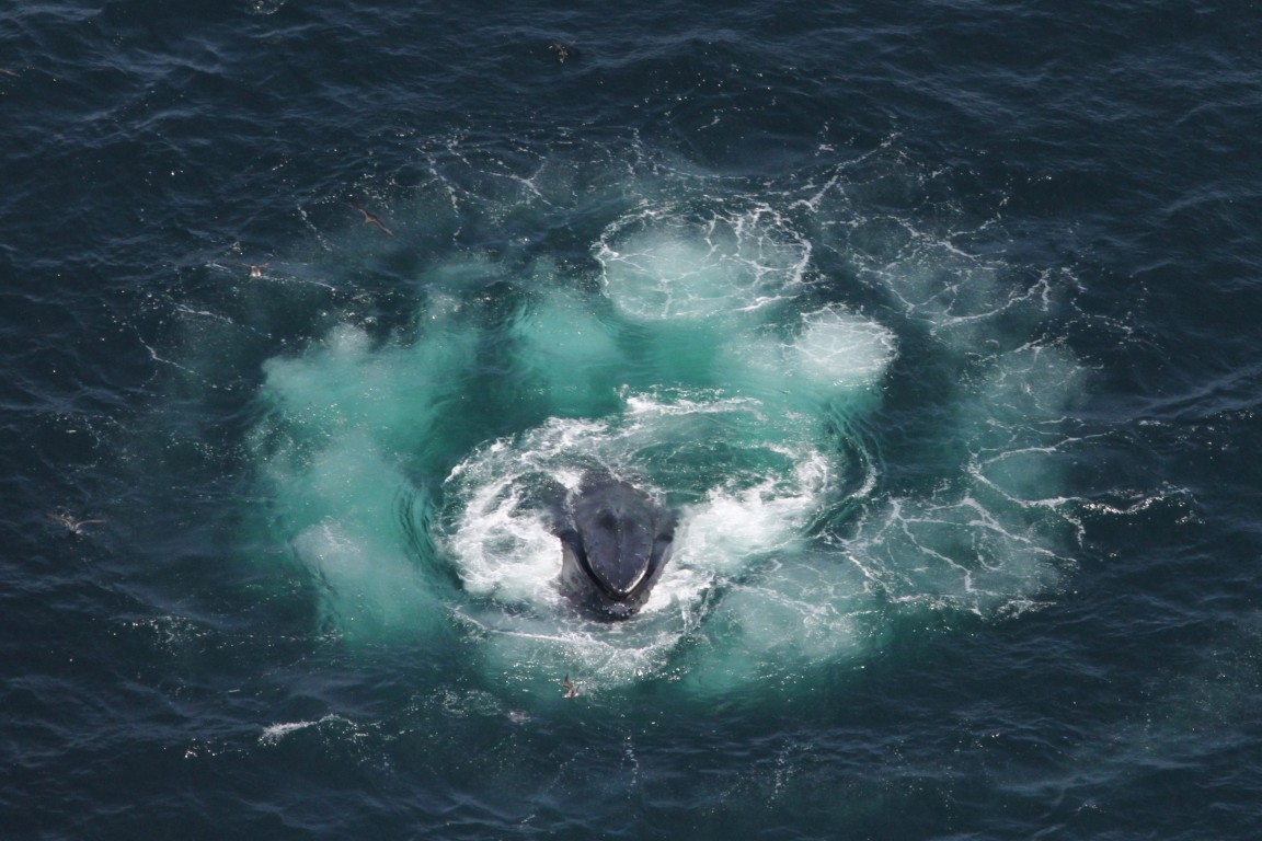 Click image to see VIDEO of humpback whales bubble feeding; photo from NOAA