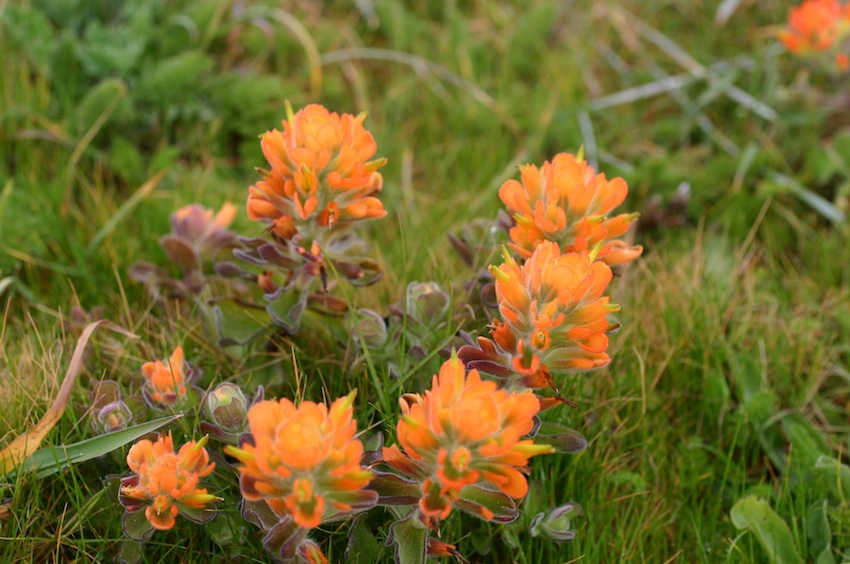 location-native wildflowers