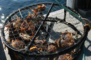 dungeness-crabs-in-a-crab-trap