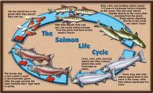 The Pacific Salmon Life Cycle. Click the image to watch salmon travel up a fish ladder to spawn in a hatchery!